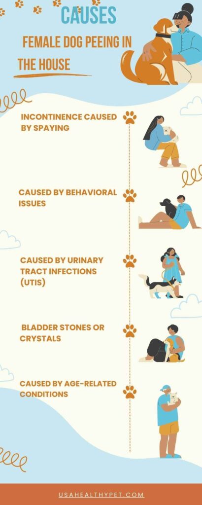 Common Causes of Female Dog Peeing in the House