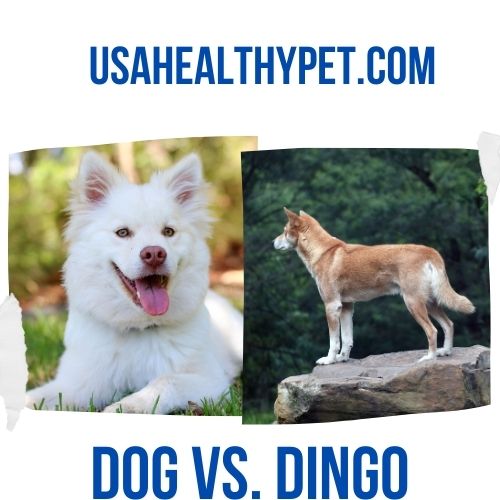 Dog vs. Dingo Differences