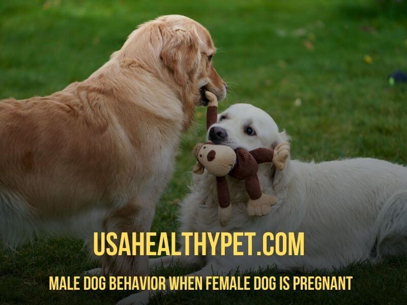 Male Dog Behavior When Female Dog is Pregnant