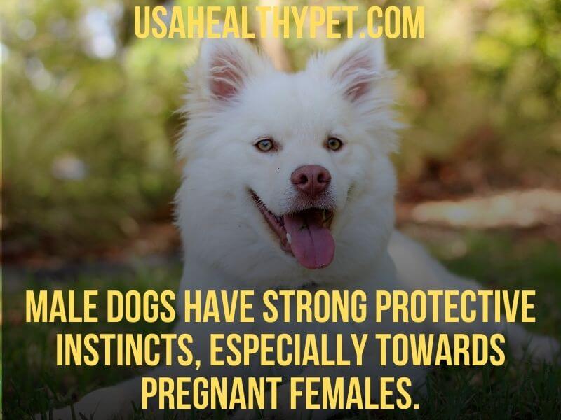 Photo to show that Male dogs have strong protective instincts, especially towards pregnant females. 