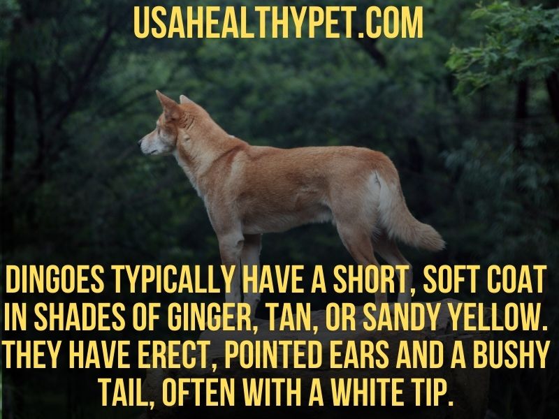 Photo Explaining physical Traits of Dingo