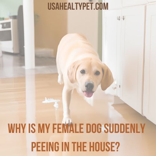 Why is my female dog suddenly peeing in the house