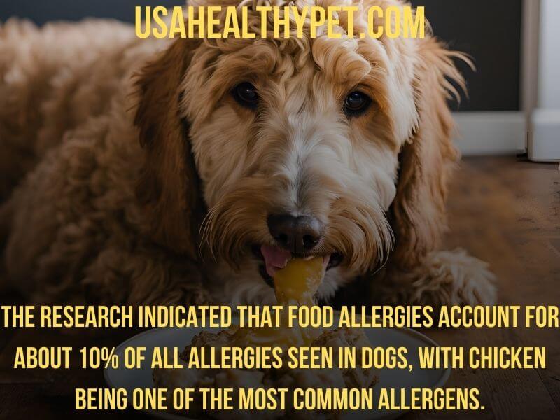 Are Goldendoodles Allergic to Chicken Symptoms & Treatment