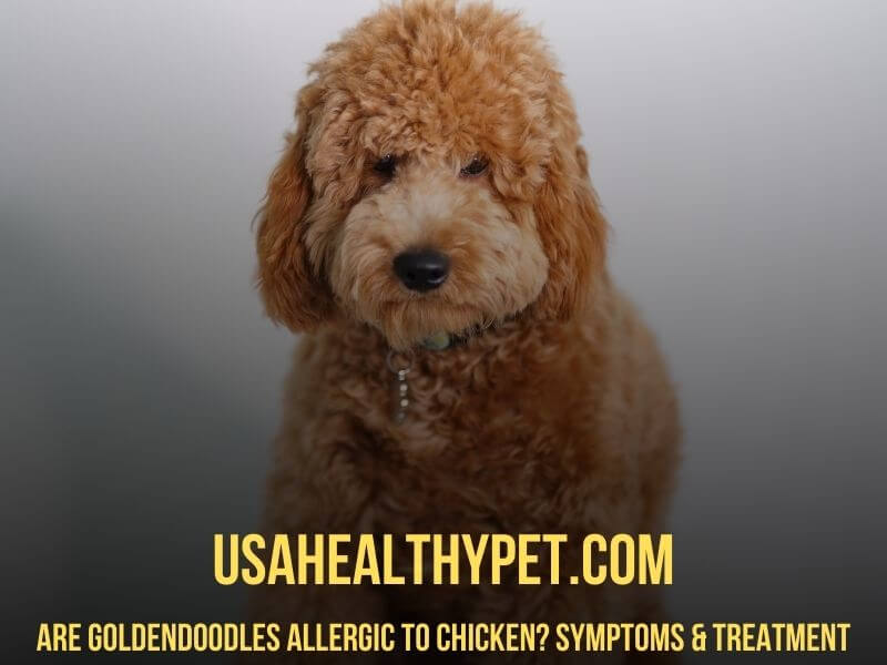 Are Goldendoodles Allergic to Chicken Symptoms & Treatment