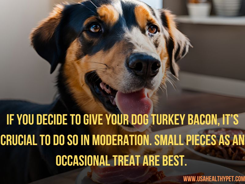 Can Dogs Eat Turkey Bacon Everything you need to know