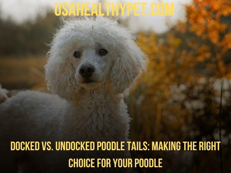 Docked vs. Undocked Poodle Tails Making the Right Choice for Your Poodle