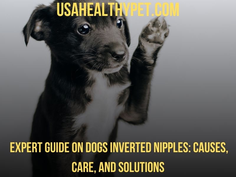 Expert Guide on Dogs Inverted Nipples Causes, Care, and Solutions