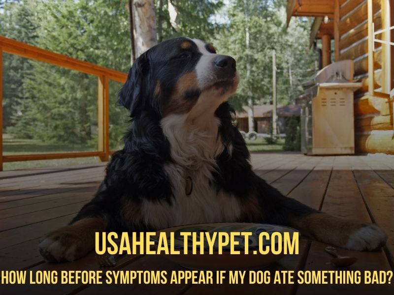 How Long Before Symptoms Appear If My Dog Ate Something Bad