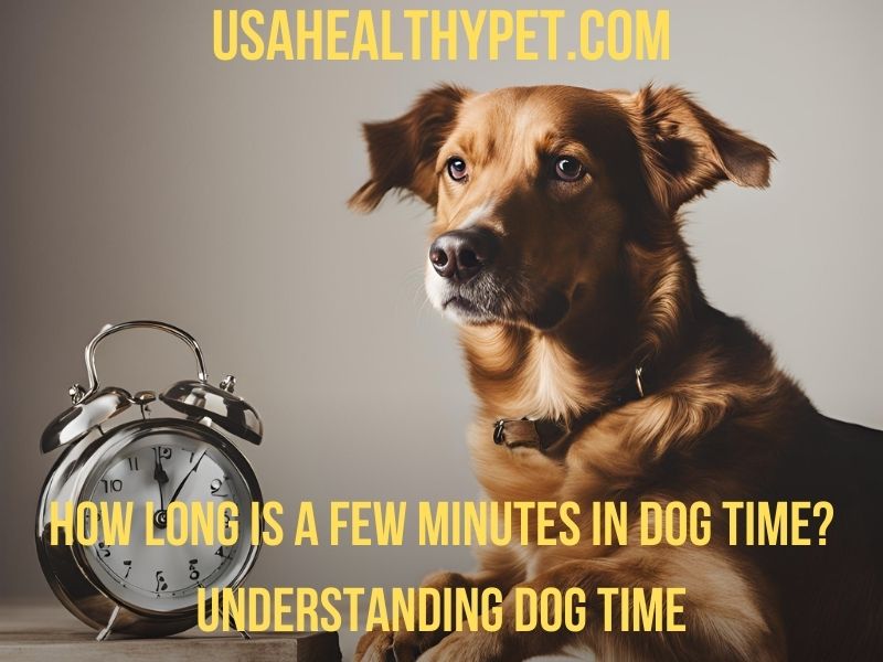 How Long Is a Few Minutes in Dog Time Understanding Dog Time