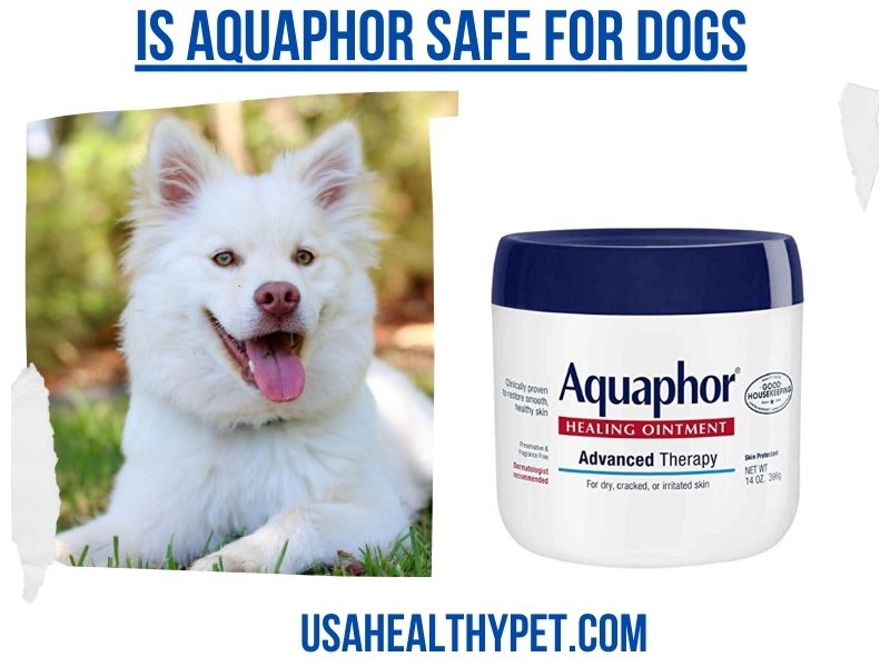 Is Aquaphor Safe for Dogs