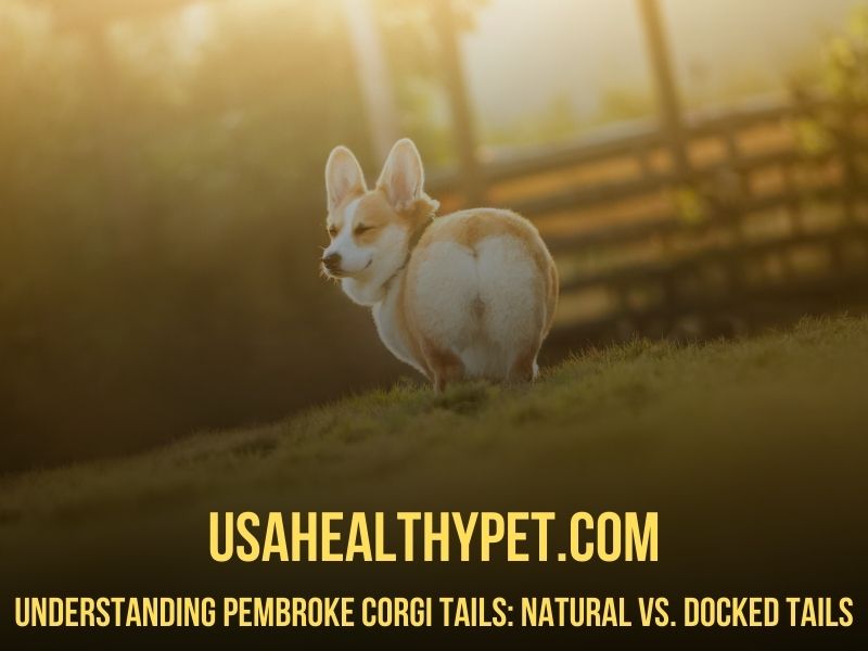 Pembroke Corgi Tails Natural vs. Docked Tails