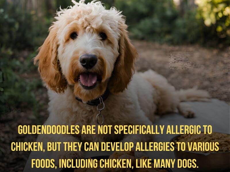 Photo explaining Are Goldendoodles Allergic to Chicken