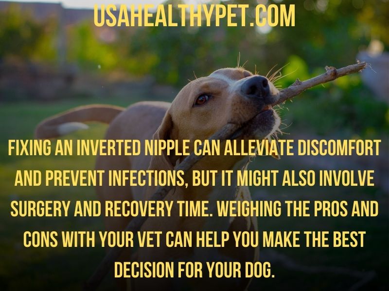 Photo explaining dog inverted nipples