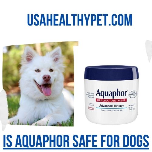 Photo Explaining Is Aquaphor Safe for Dogs