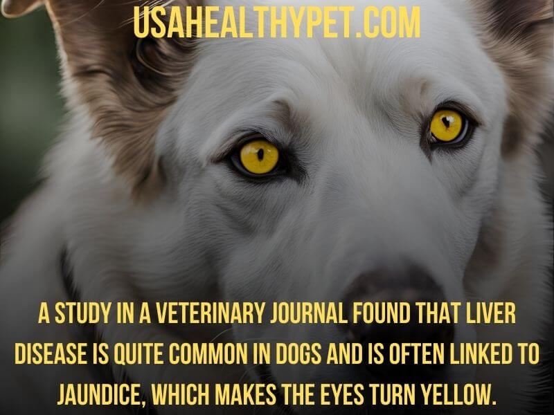 Photo explaining Should You Be Concerned If your dog has Yellow Eyes