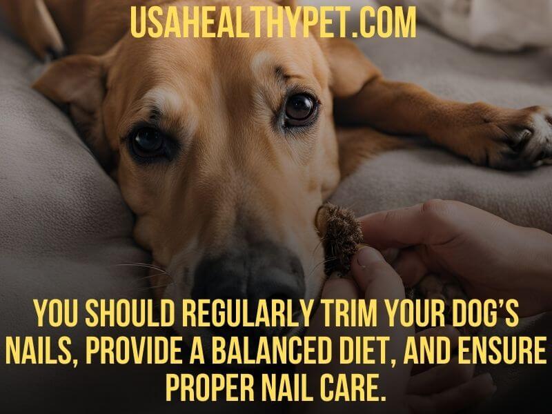 Photo explaining What to Do When Your Dog's Nail Bends Sideways