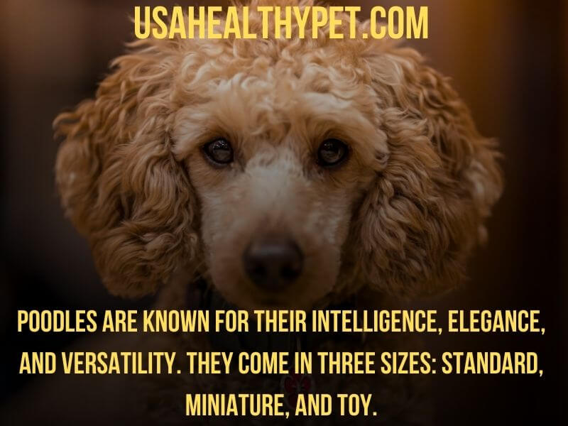 Photo explaining about poodle dogs