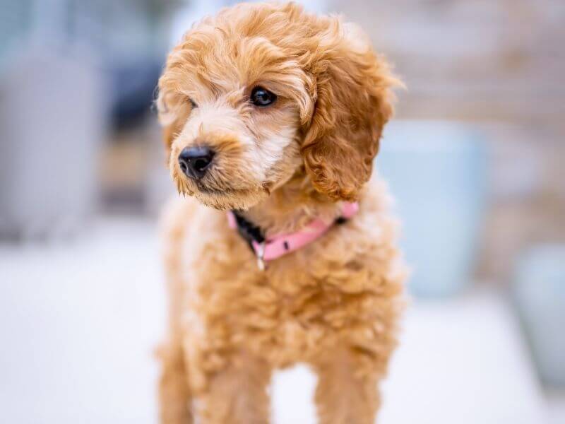 Photo of undocked poodle tail