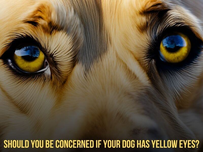 Should You Be Concerned If your dog has Yellow Eyes