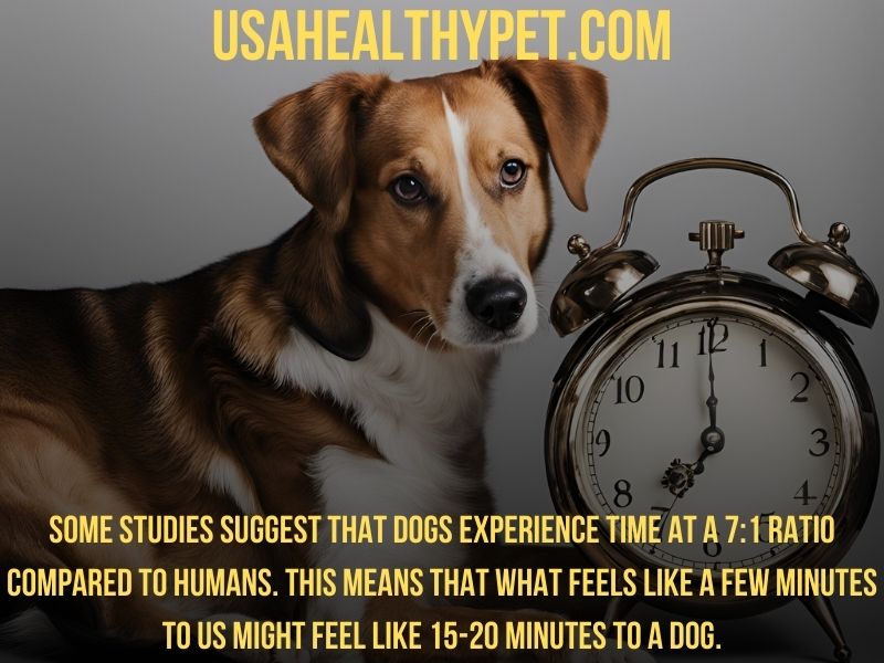 What Does a Few Minutes Mean for Your dog