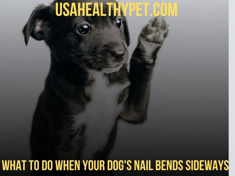 What to Do When Your Dog's Nail Bends Sideways