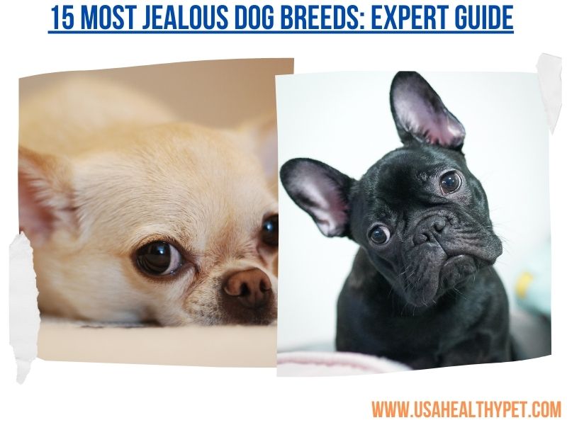 15 Most Jealous Dog Breeds Expert Guide