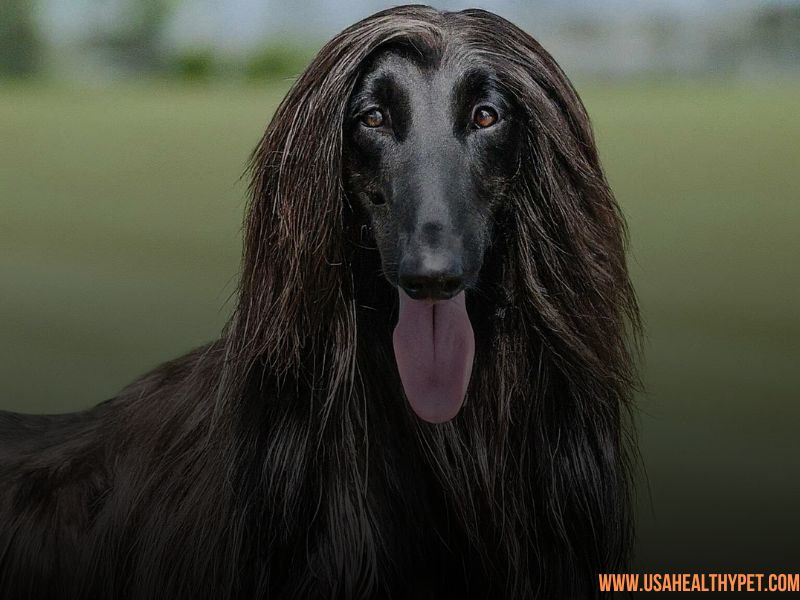 Afghan Hound: The Elegant Beauty