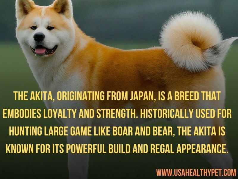 Akita dog breed with zig-zag on tail