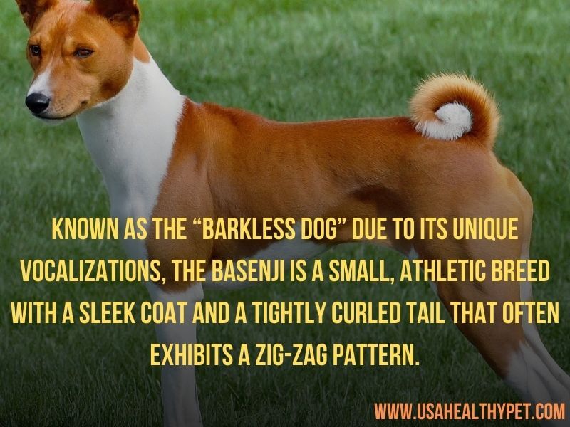 Basenji: The Barkless Wonder