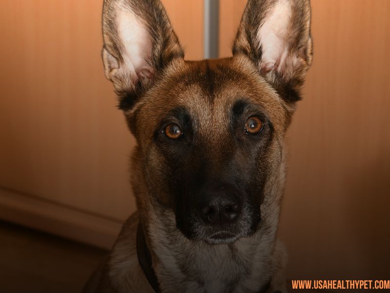 Belgian Tervuren: The Watchful Guardian