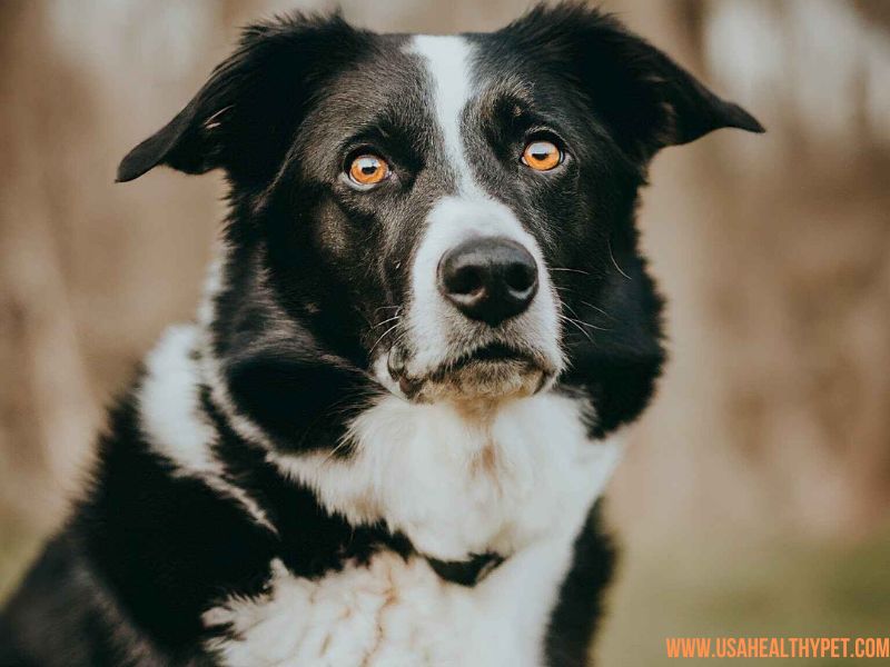 Border Collie: The Energetic Genius