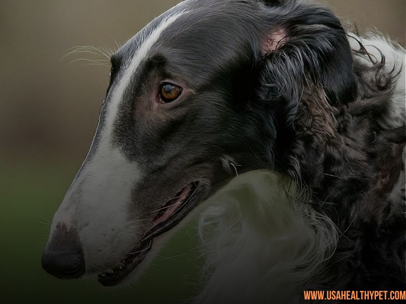 Borzoi: The Graceful Racer