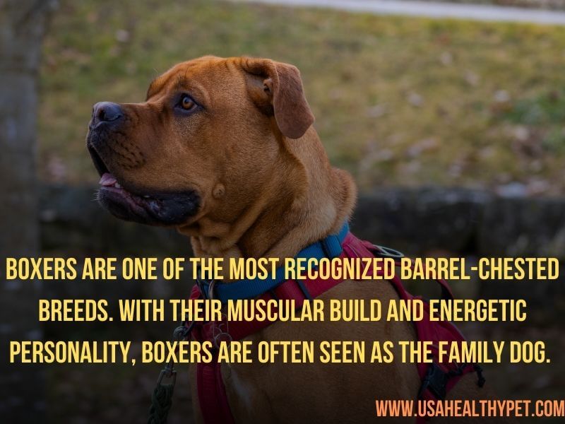 Boxers barrel chested dog