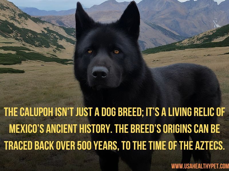 Calupoh dog breed History