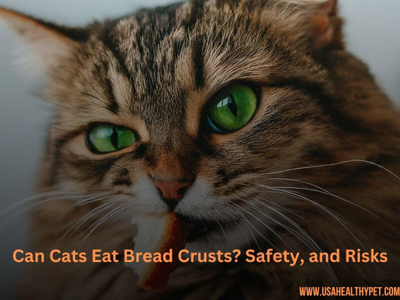 Can Cats Eat Bread Crusts Safety, Risks, and Alternatives