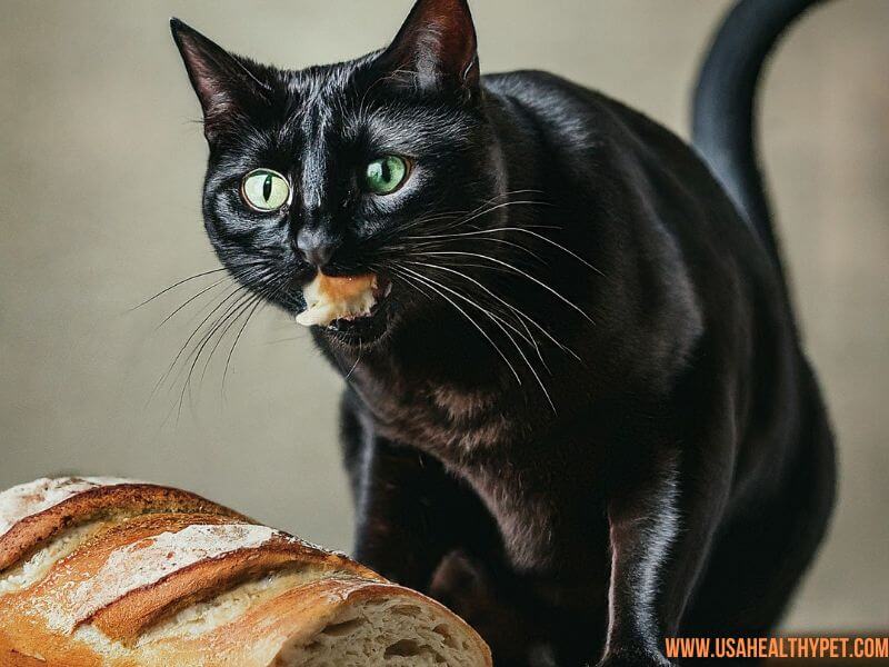 Can Cats Eat Bread Crusts