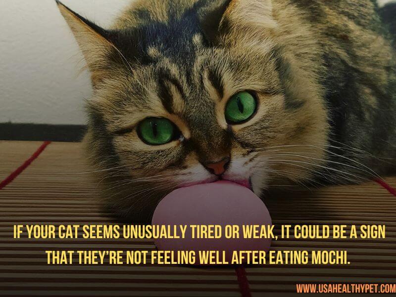 Can Cats Eat Mochi Essential Safety Tips 