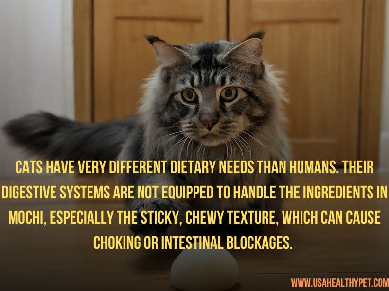 Can Cats Eat Mochi Essential Safety Tips for Cat Owners