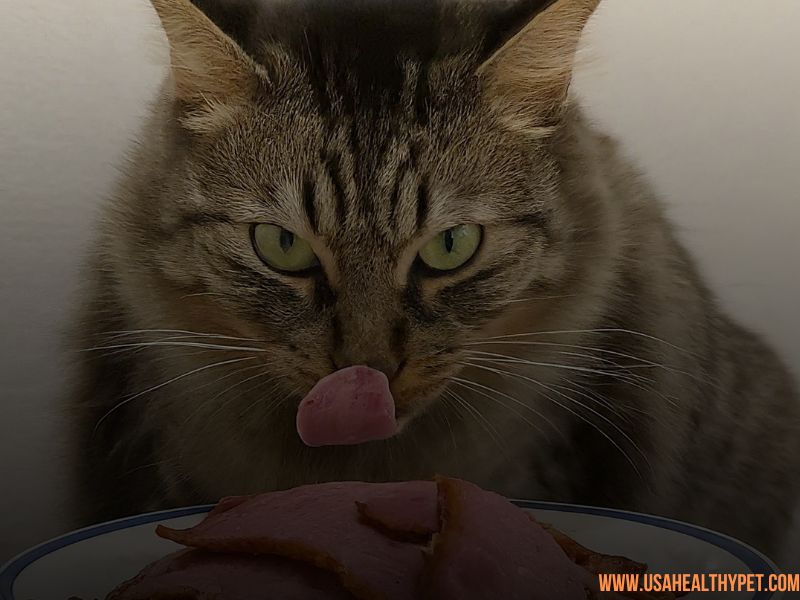 Can Cats Eat Pastrami