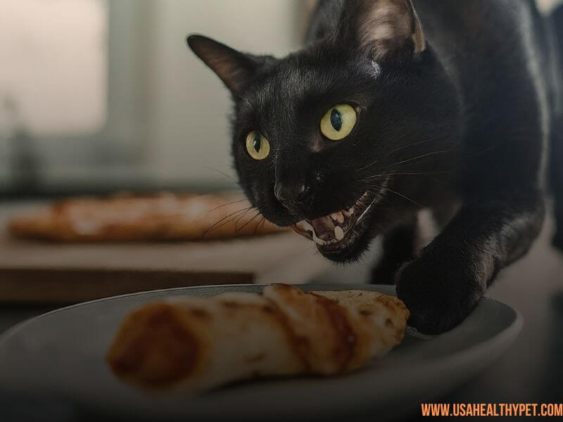 Can Cats Eat Pizza Rolls Dangers