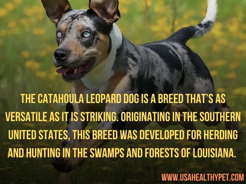 Catahoula Leopard Dog: The Versatile Worker