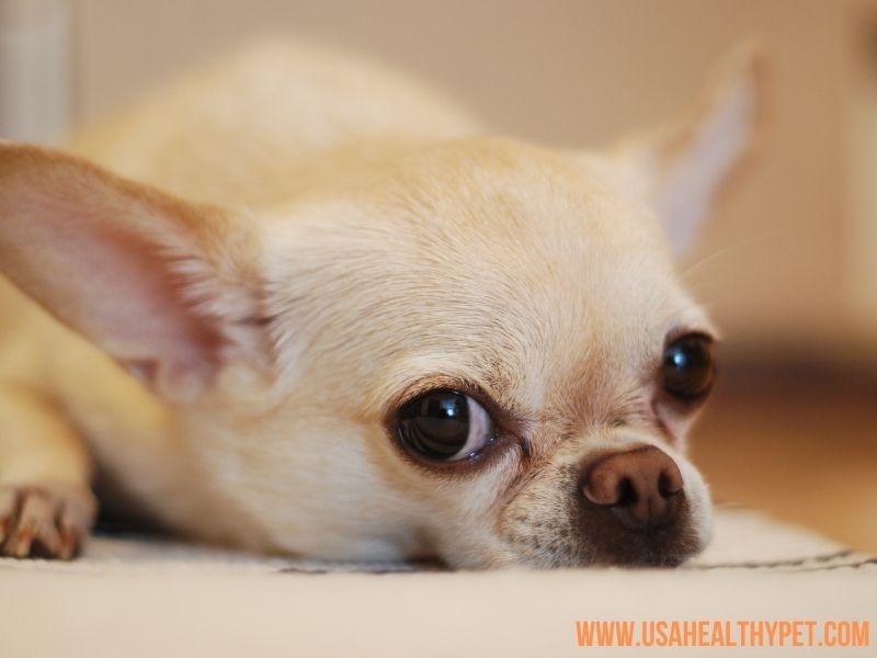 Chihuahuas most jealous dog breed