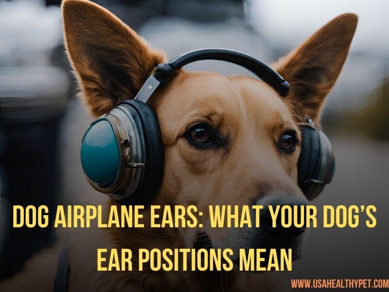 Dog Airplane Ears What Your Dog’s Ear Positions Mean