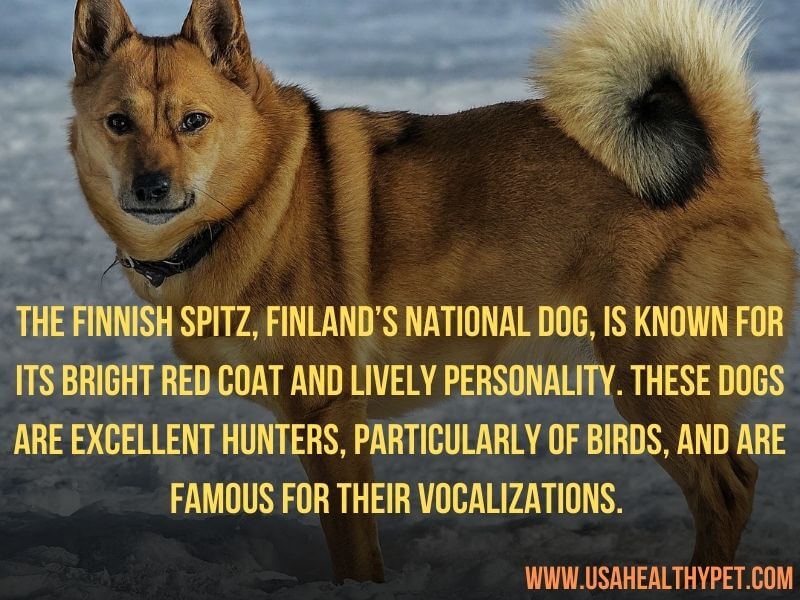 Finnish Spitz The National Dog of Finland