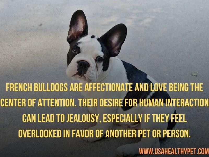 French Bulldogs jealous dog breed