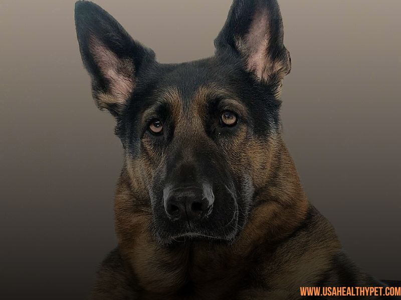 German Shepherd: The Loyal Protector