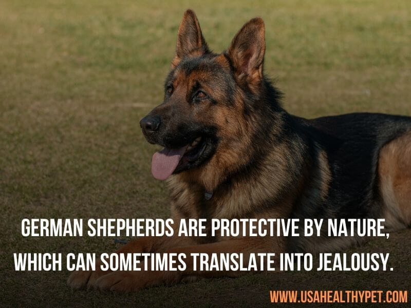 German Shepherd Jealous dog breed