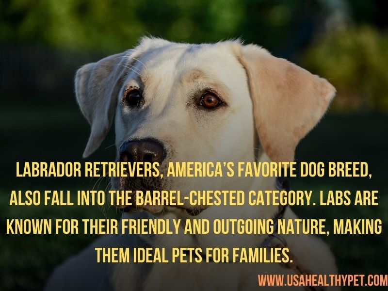 Labrador Retrievers