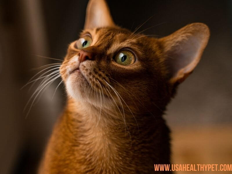 Abyssinian Long-Nosed Cat Breed