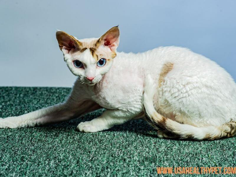 Deven Rex Long-Nosed Cat Breed